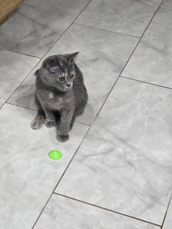 female cat/kitten (Chandler)63976603857795121