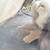 Holland lop needs a house and treatment for wry neck 4 thumbnail
