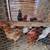 Chickens/Roosters for sale 2 thumbnail