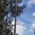 Brush Cleaning, tree pruning, tree removal 12 thumbnail