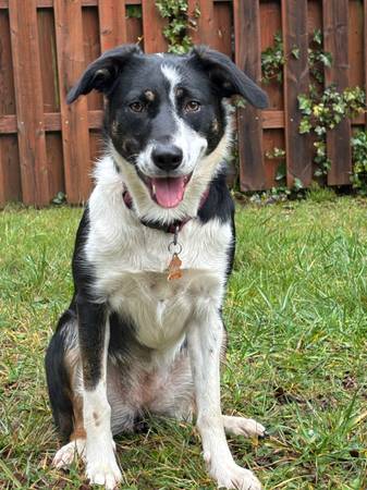 Sensitive BC needs new home (Central Point)635094696750091225