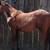 AQHA WEANLINGS 4 thumbnail
