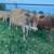 Mini jersey young bulls 3 thumbnail