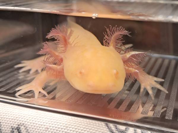 Juvenile axolotls available! (Warner Robins, Middle GA)63922480855042123