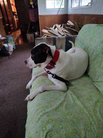 Found (Bremen/Buchanan area)63752431947649122
