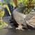 Pigeons-Indian fantails 4 thumbnail