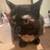 Mixed calico cat 2 thumbnail