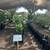 We Accept SNAP / EBT On All Our Citrus Trees $20 4 thumbnail