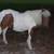 Mini Stallion, Pinto Pony Mare and Mini Pony Filly 3 thumbnail
