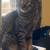 Male Tabby Cat Needs New Home 4 thumbnail