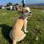 Dog - 1 Year-Old Aussie/Shih Tzu Mix 4 thumbnail