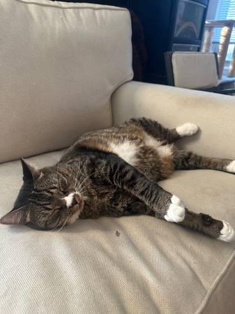 Lost Cat - Stitch. Gray tabby - Arvada, CO (Arvada)63679587360003122