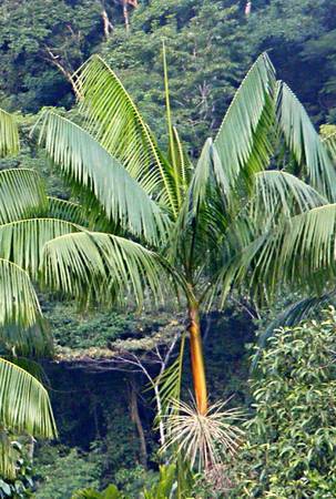 Acai palms ---- Euterpe edulis 1