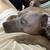 Foster/Adoption Needed — Well-Trained Lab/Pitbull Mixed in Bay Area 12 thumbnail