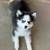 rehoming pomskies 10 thumbnail