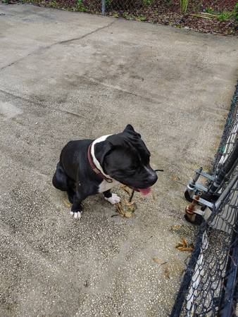 Perro macho encontrado (Jacksonville)63682051617537122
