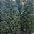Xmas Tree Service 5 thumbnail