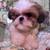 Shih Tzu boys and retiring moms 6 thumbnail