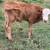 Cow calf pair 2 thumbnail