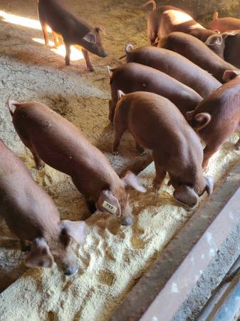 Pure bred - Red Waddle Hogs for sale 1
