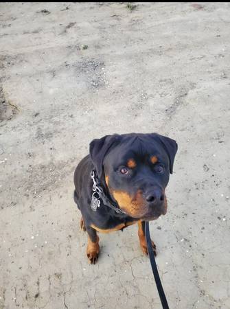 Eli ? and Ada? are Rottweilers (93620)63678139298305121