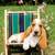 In home Pet sitter available 24/7 - Days/nights & Weekends! 🐾 1 thumbnail