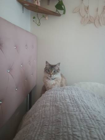 Ragdoll/Siberian mix cats (Richmond)63861571765251122