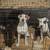 Puppies looking for forever home. 1 thumbnail