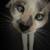 siamese cat 2 thumbnail