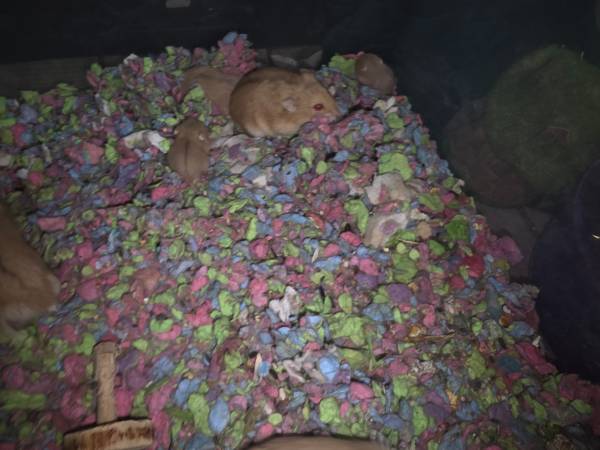 Dwarf  hamster (Phoenix)63905905900419124