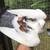 Pigeons (New Pictures Added!) 24 thumbnail