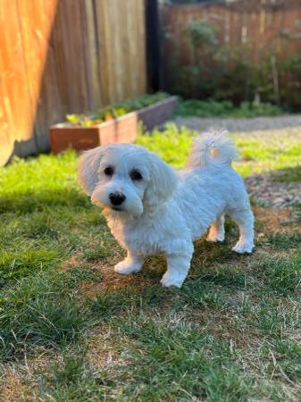 Maltese Puppy (Auburn)64032356073986120