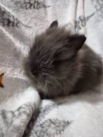 Lionhead Bunnies 1