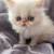 White Purebred Persian Kittens 2 thumbnail
