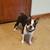 Dogs looking for home, can seperate - No fault of theirs 12 thumbnail
