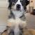 8 month old Australian Shepherd 2 thumbnail