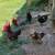 Roosters 2 thumbnail