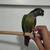 Green Cheek Conures 2 thumbnail