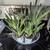 Houseplants Many to choose from 8 thumbnail