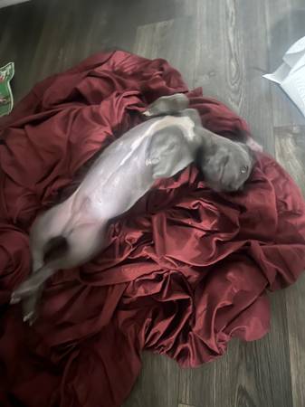 Blue nose Puppy63881506645379124