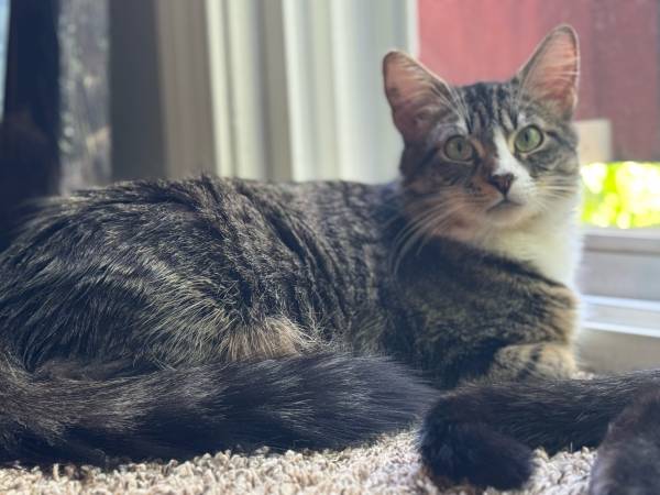 2 beautiful cats (Sacramento)63679341719041120