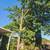 TREE SERVICE 2 thumbnail