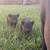 Kunekune/ Juliana mix piglets 1 thumbnail