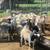 Ewe lambs 3 thumbnail