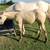 2025 buckskin / dun AQHA  filly 5 thumbnail