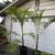 CHAMAEDOREA woodsoniana ///// Woodson's palm --- 1/5/15 gallon 10 thumbnail
