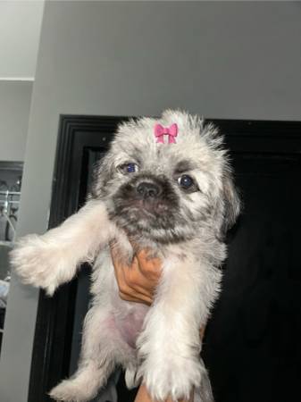 Cachorros mestizos de Pug con Maltés (Sur de Los Ángeles)63893600735618121