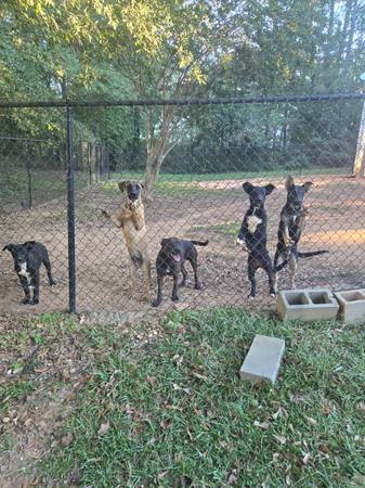 Puppies need new home. 1