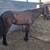 Caballo potrillo 2 3 thumbnail