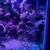 Columbian Shark (Saltwater) 7 thumbnail